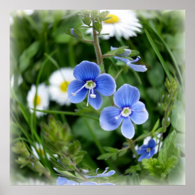 Affiche minuscules fleurs bleues (Devant)