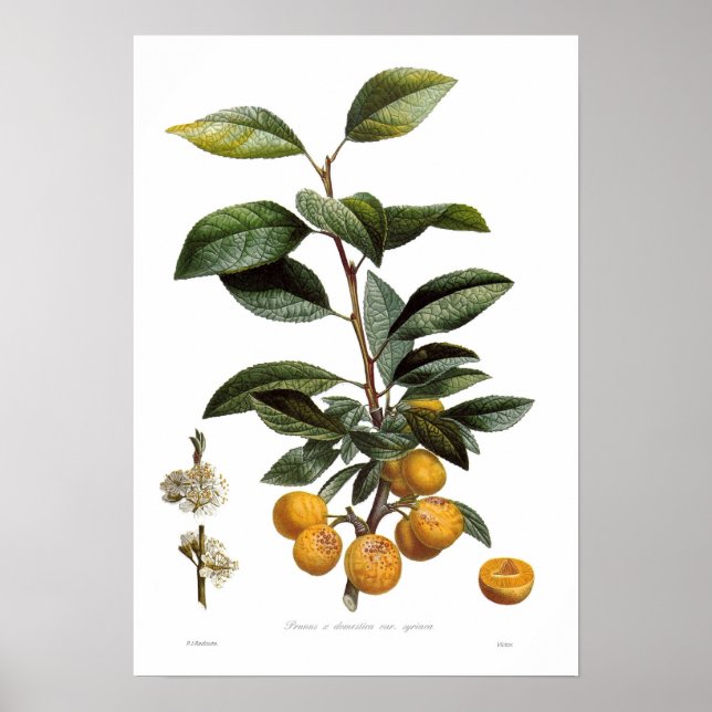 Affiche Mirabelle plum (Prunus x domestica var. syriaca) (Devant)