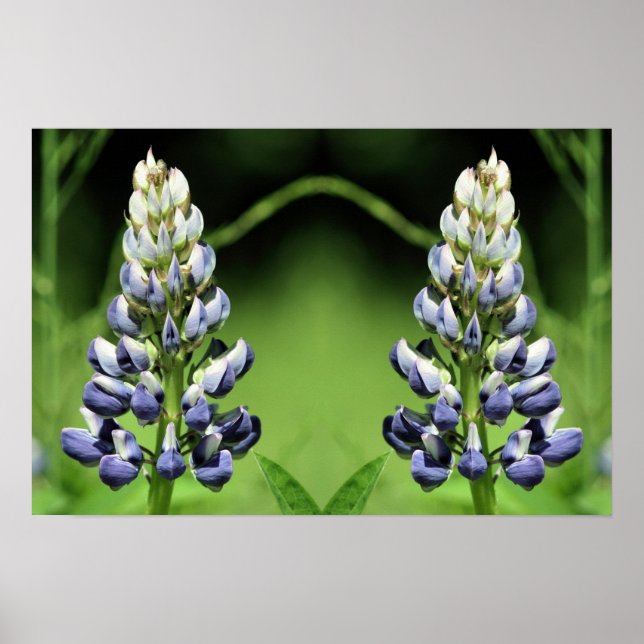 Affiche Miroir à fleurs de lupine violet sauvage Abstrait (Devant)