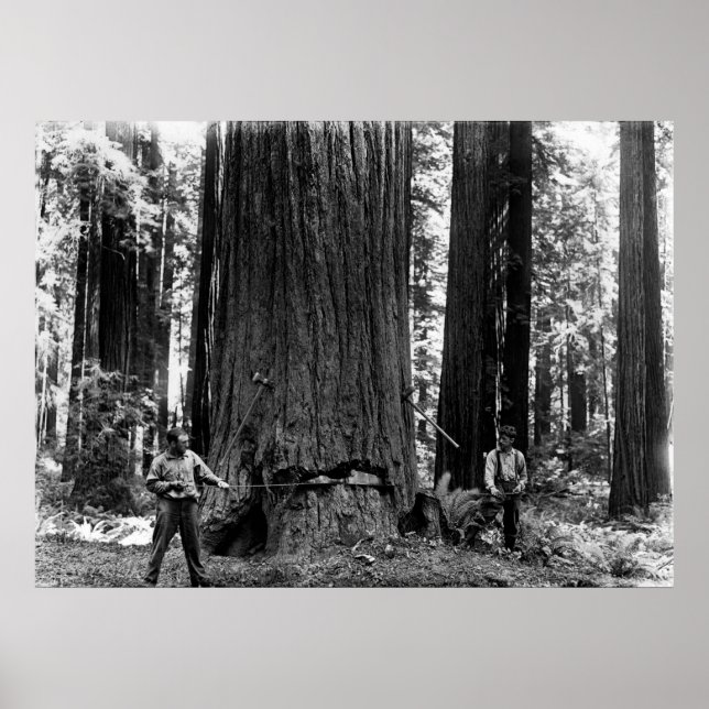 Affiche MISERY WHIPPING a SEQUOIA c. 1900 (Devant)