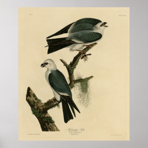 Affiche Mississippi Kite de Audubon's Birds of America