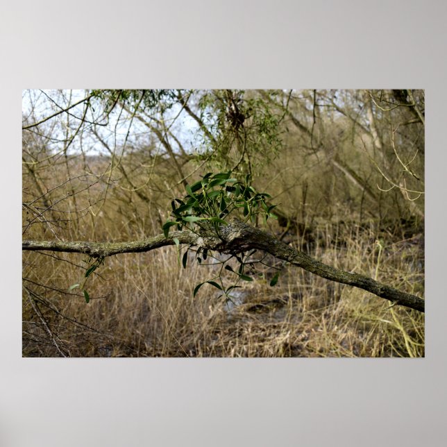 Affiche Mistletoe (Devant)