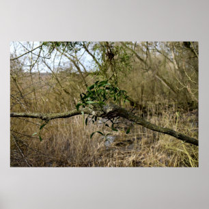 Affiche Mistletoe