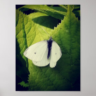 Affiche Mite blanche