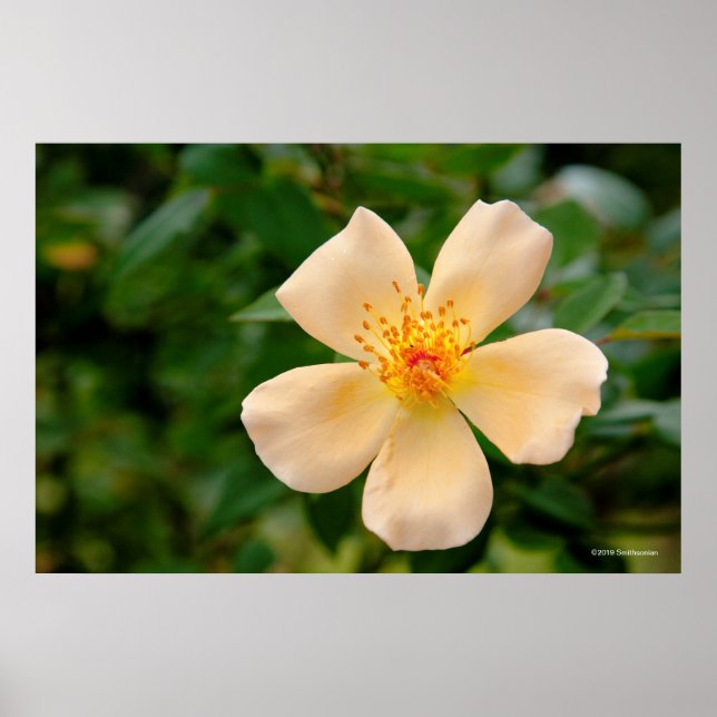 Affiche Mme Oakley Fisher Rose (Devant)