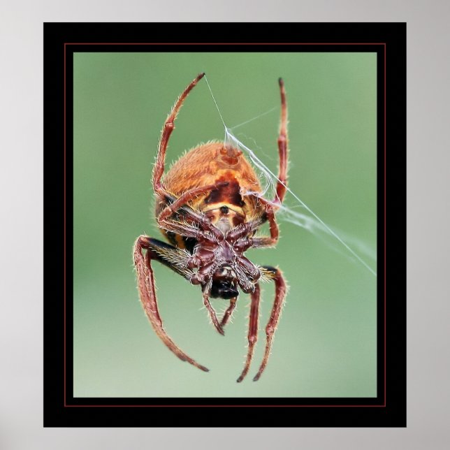 Affiche Mme Weaver (Devant)