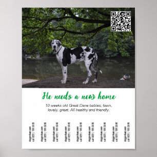 Affiche Modèle d'affiche pour vendre un chien 