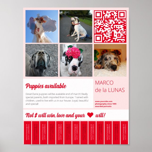 Affiche Modèle de flyer pour chiots imprimables à vendre (Devant)