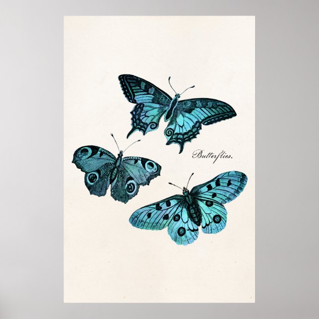 Affiche Modèle d'illustration de papillon bleu Turquoise v (Devant)