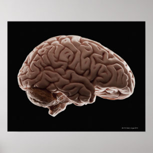 Affiche Modèle du cerveau humain, plan de studio