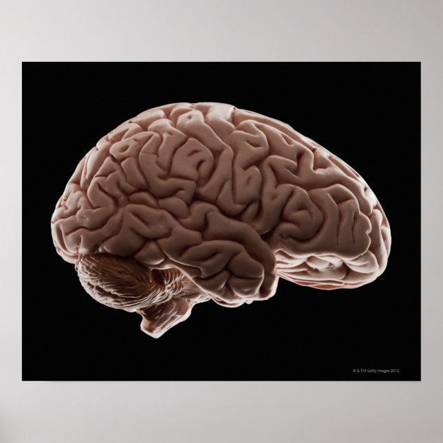 Affiche Modèle du cerveau humain, plan de studio (Devant)