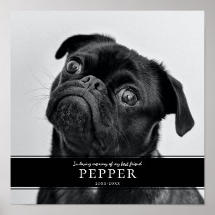 Affiche Modern In Love Mémoire Animaux de compagnie photo 