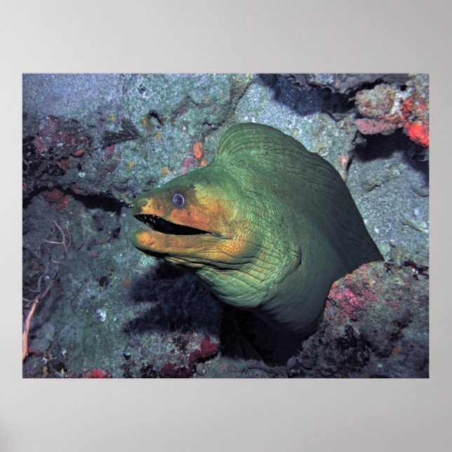 Affiche Mohawk Moray (Devant)