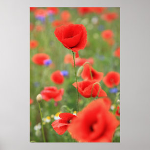 Affiche Mohn 2012