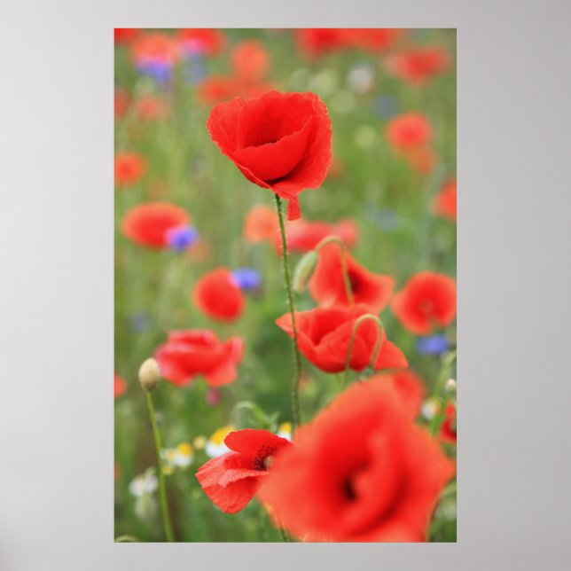Affiche Mohn 2012 (Devant)