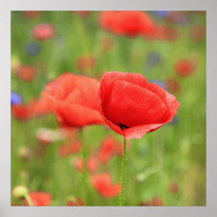 Affiche Mohn 2012 2
