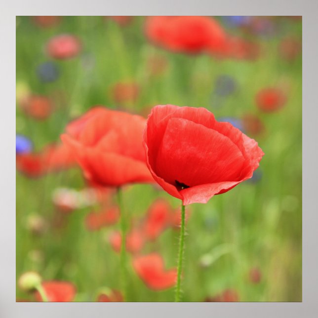 Affiche Mohn 2012 2 (Devant)