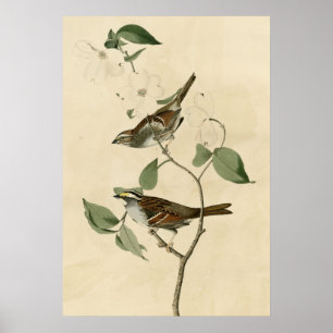Affiche Moineau throated blanc