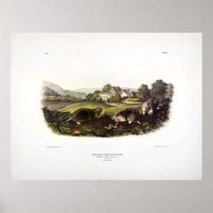 Affiche Mole à musaraignes (Mole Est) Audubon