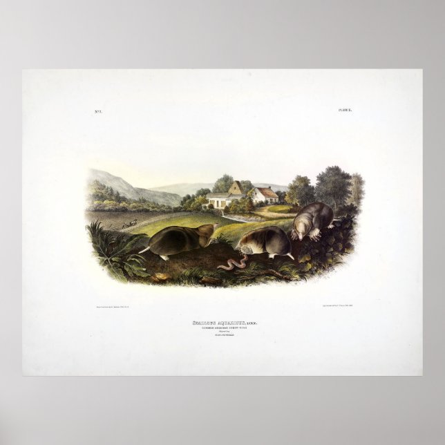 Affiche Mole à musaraignes (Mole Est) Audubon (Devant)