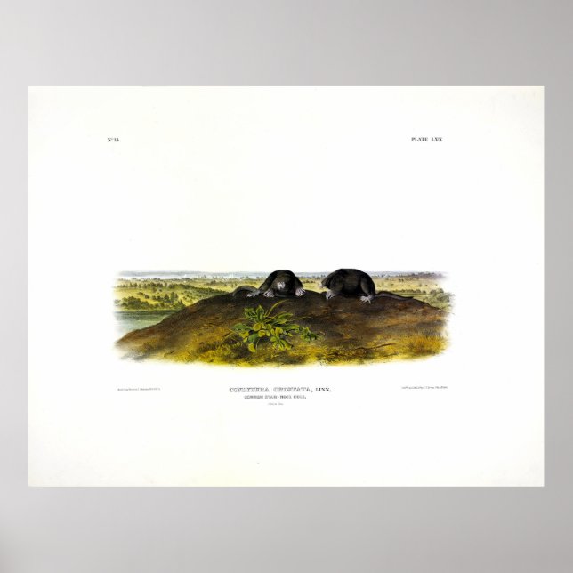 Affiche Mole à nez étoilé commun (Condylura Cristata) Audu (Devant)