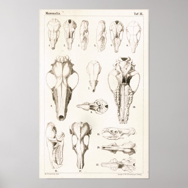 Affiche Mole et crânes musqués Anatomie vétérinaire Imprim (Devant)