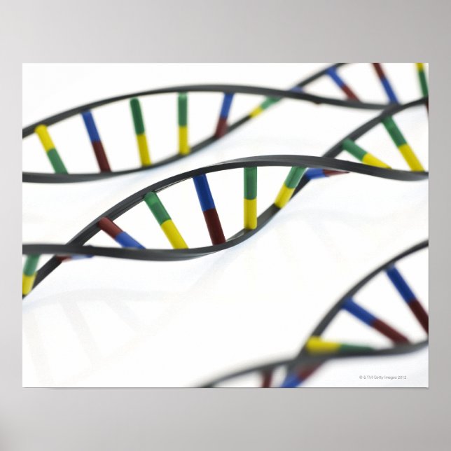 Affiche molécules d'ADN (acide désoxyribonucléique). (Devant)