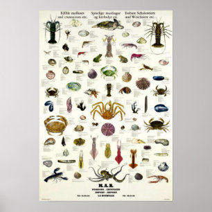 Affiche Mollusques et cru comestibles Repro de crustacés.