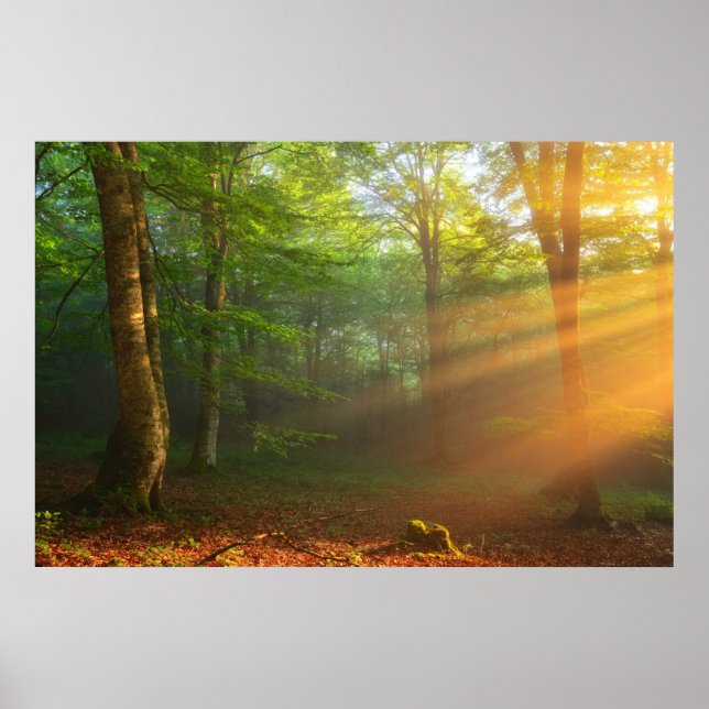 Affiche Moment doré de lumière (Devant)