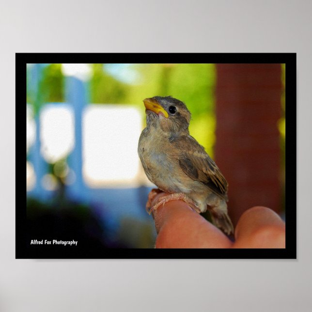 Affiche Mon ami moineau (Devant)