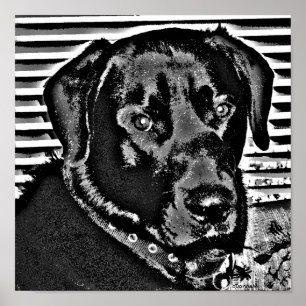 Affiche Mon Black Lab
