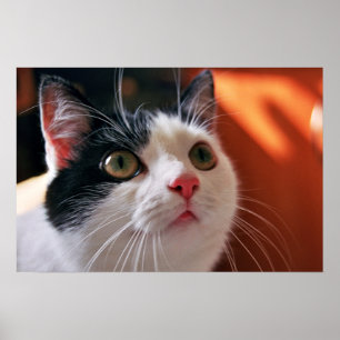 Affiche Mon chat