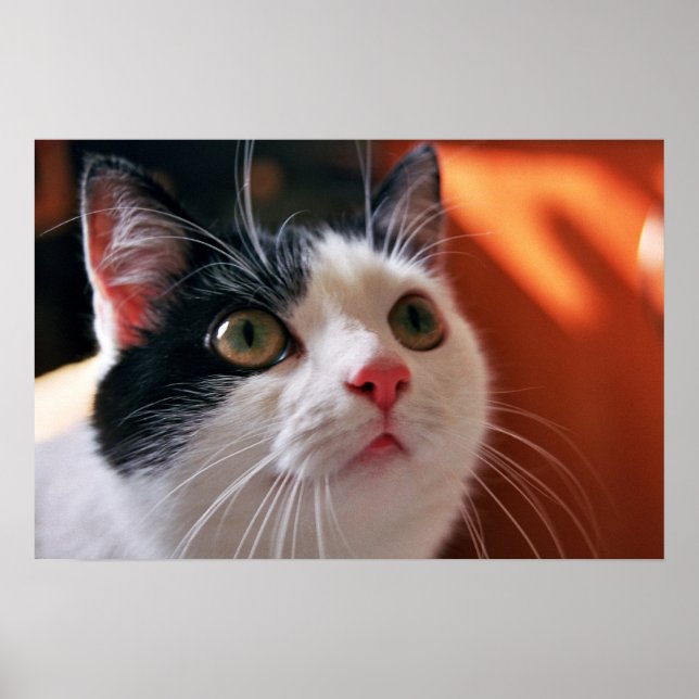 Affiche Mon chat (Devant)