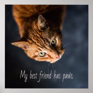 Affiche Mon meilleur ami a des pattes, Cat Kitten mignonne