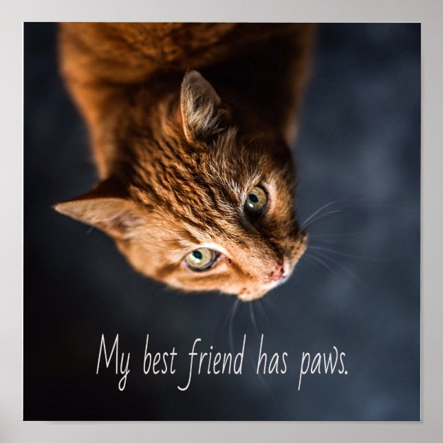 Affiche Mon meilleur ami a des pattes, Cat Kitten mignonne (Devant)