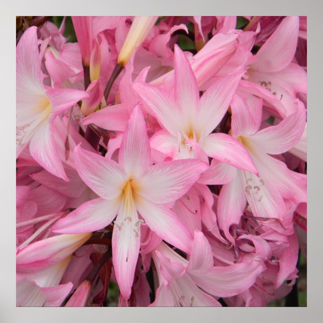 Affiche Mon petit ami qui dort..... (Devant)