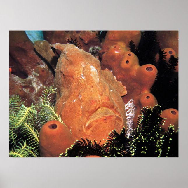 Affiche Mon poisson (Devant)