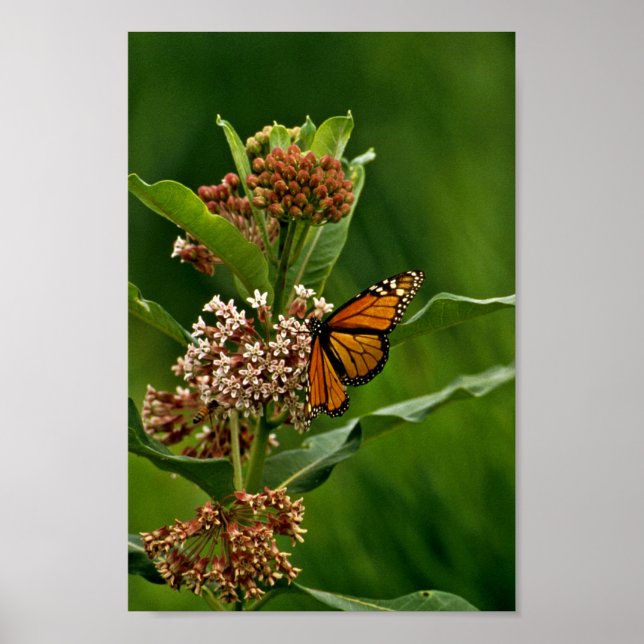 Affiche Monarch Butterfly (Devant)