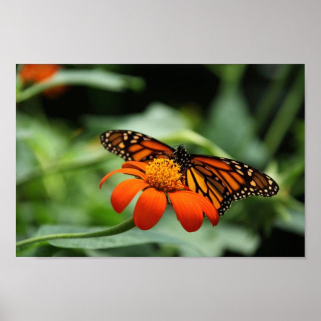 Affiche Monarch Butterfly Canvas Print (Devant)