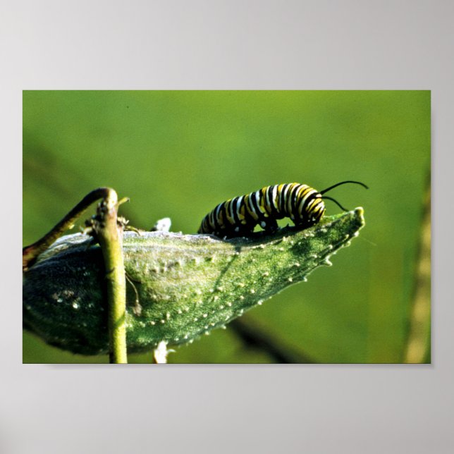 Affiche Monarch Butterfly Caterpillar (Devant)