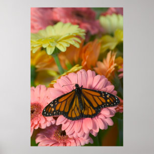 Affiche Monarch Butterfly on a Gerbera Danaus Plexippus