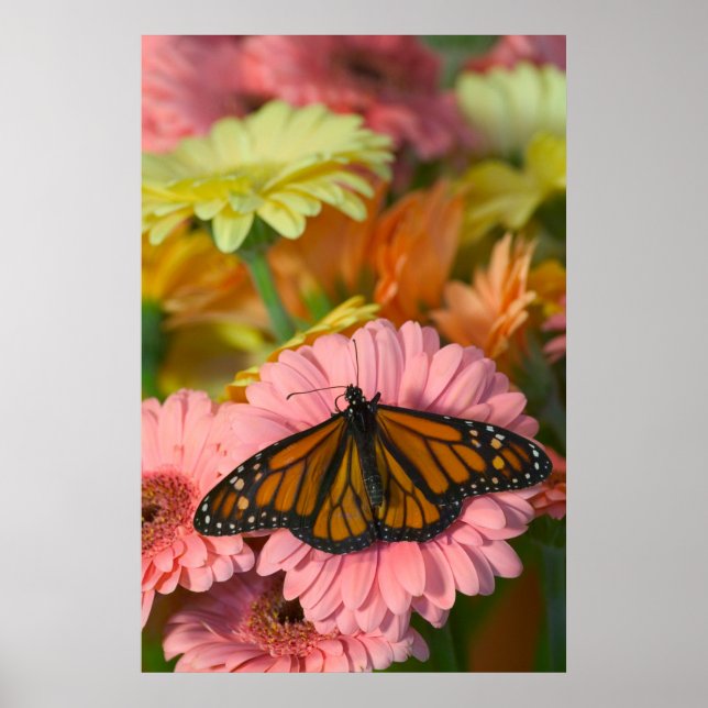 Affiche Monarch Butterfly on a Gerbera| Danaus Plexippus (Devant)