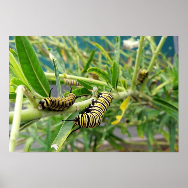 Affiche Monarch Caterpillar (Devant)