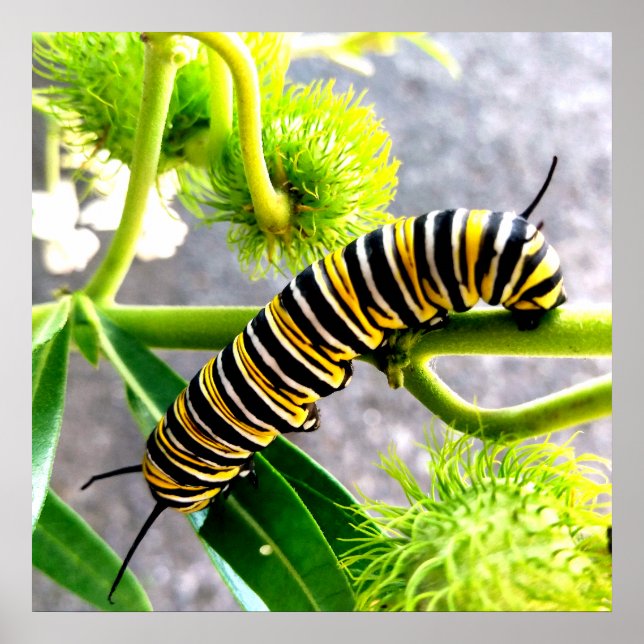 Affiche Monarch Caterpillar (Devant)