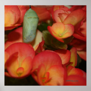 Affiche Monarch Chrysalis