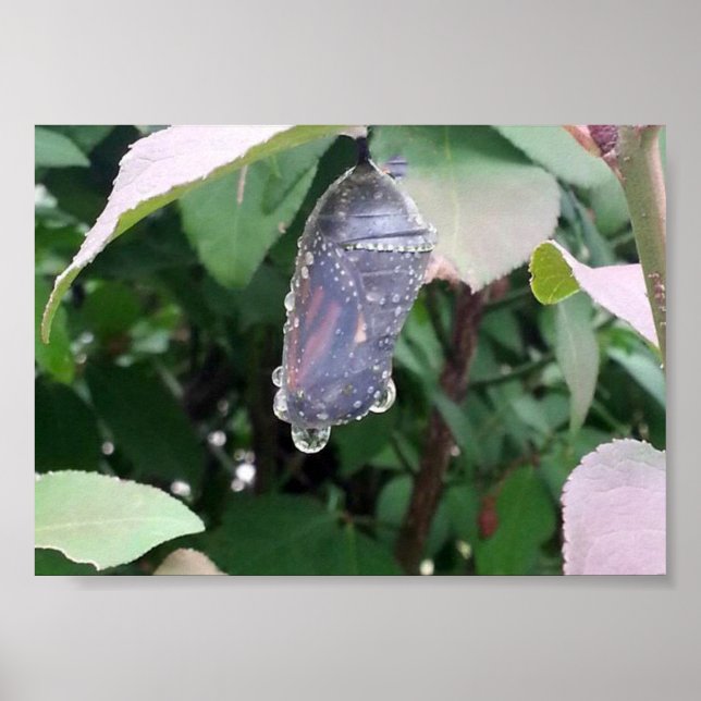 Affiche Monarch Chrysalis (Devant)