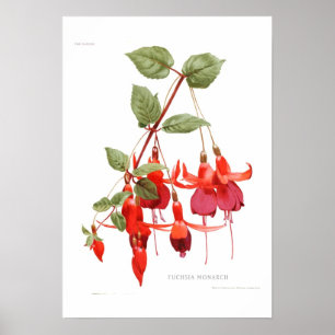 Affiche 'Monarch fuchsia