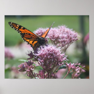 Affiche Monarque Butterfly_2