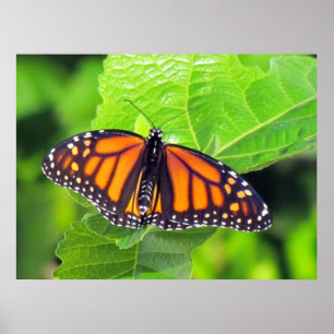 Affiche Monarque Butterfly 3033