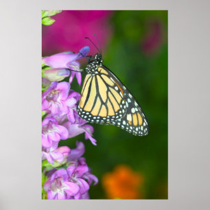 Affiche Monarque Danaus Plexippus